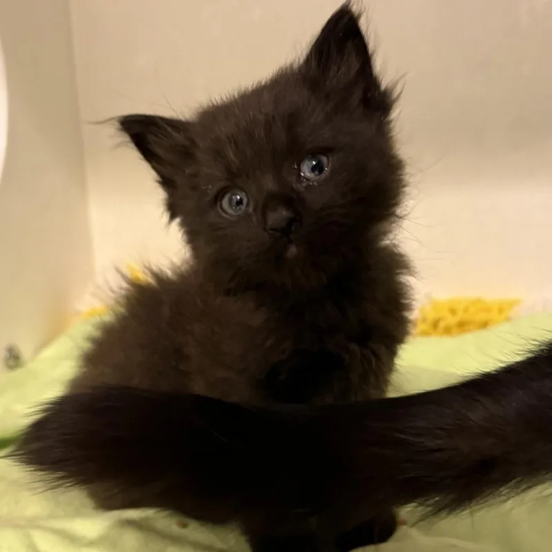 A baby small-sized male Domestic Medium Hair cat named Sharav for adoption in Tucson, AZ