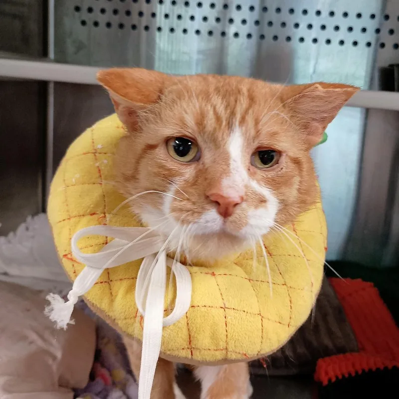 An adult large-sized male Orange / Red Domestic Short Hair cat named Weezer for adoption in Dearborn, MI