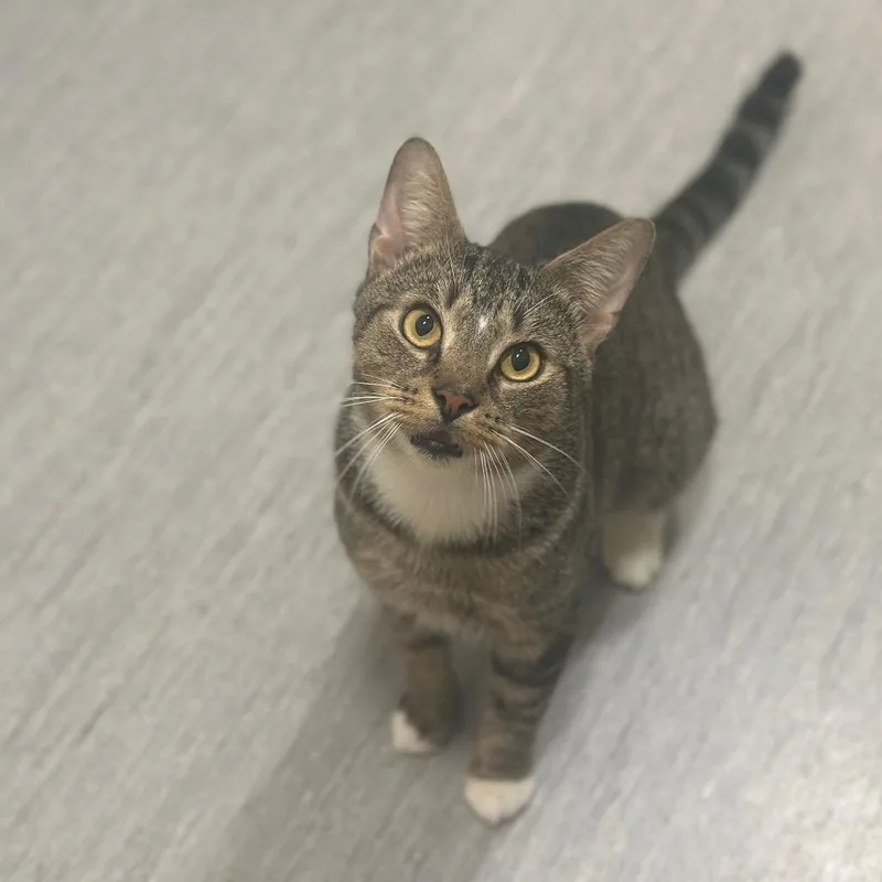 An adult medium-sized male Domestic Short Hair cat named D Electron for adoption in Port Washington, NY