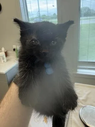 A baby small-sized male Domestic Short Hair cat named Brawly for adoption in Lafayette, IN
