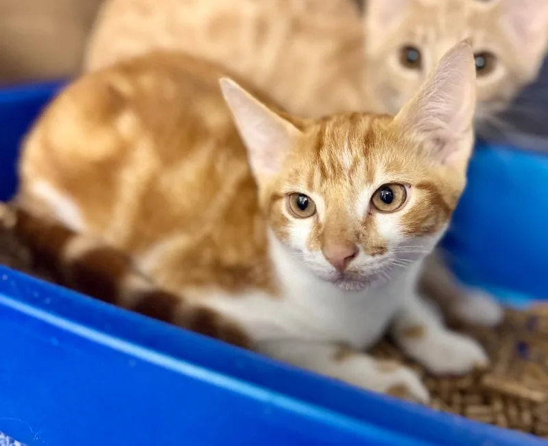 A baby medium-sized male Domestic Short Hair cat named Stewart for adoption in Danielsville, GA