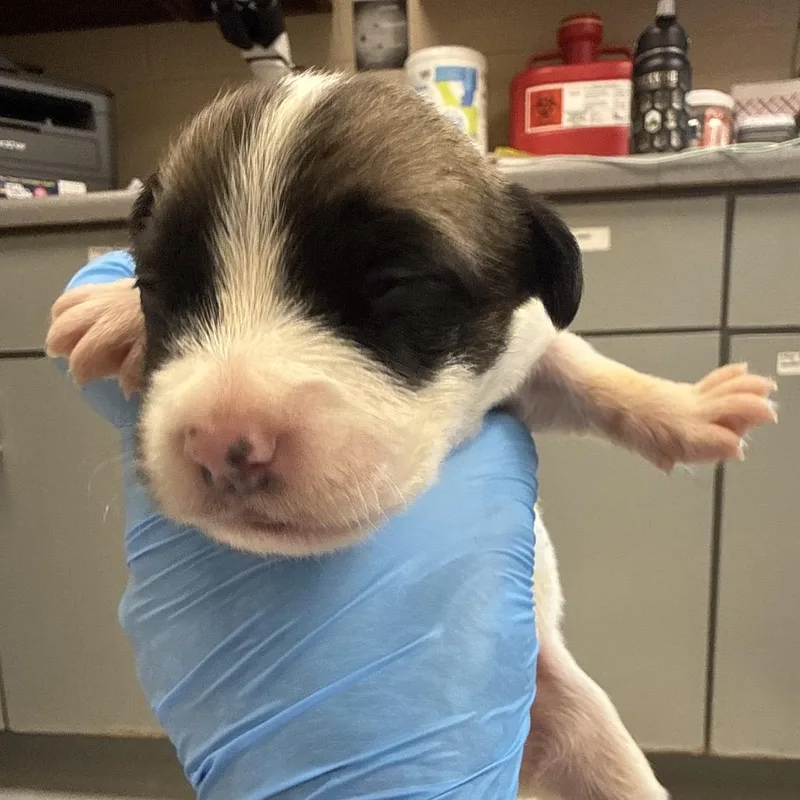 A baby small-sized female Hound dog named Boston Cream for adoption in Troy, VA
