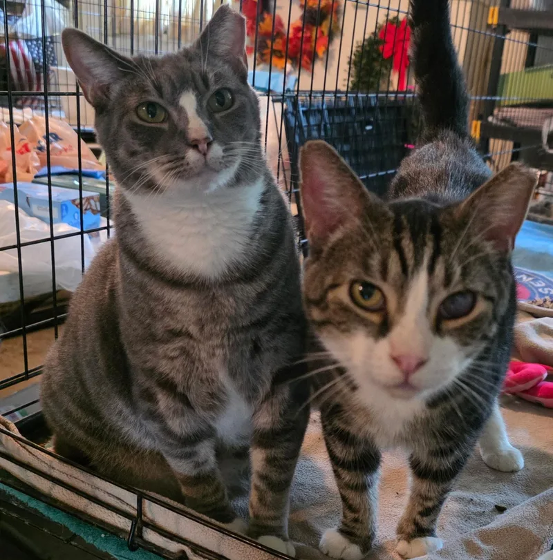 A young medium-sized male Tabby (Brown / Chocolate) Domestic Short Hair cat named Frankie & Johnny for adoption in Mechanicsburg, PA