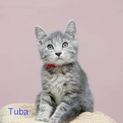 A baby small-sized male Domestic Short Hair cat named Tuba for adoption in Parma, OH