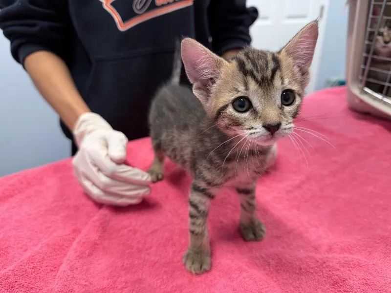 A baby medium-sized female Domestic Short Hair cat named Rhea for adoption in Raleigh, NC