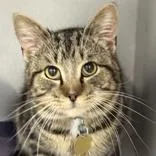 An adult medium-sized male Tabby (Brown / Chocolate) Domestic Short Hair cat named Donald for adoption in Lansing, MI
