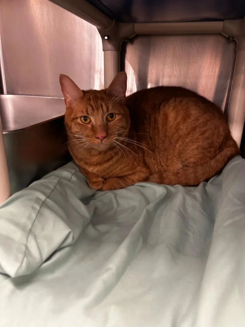 An adult large-sized male Domestic Short Hair cat named Bruce for adoption in Maple Shade, NJ