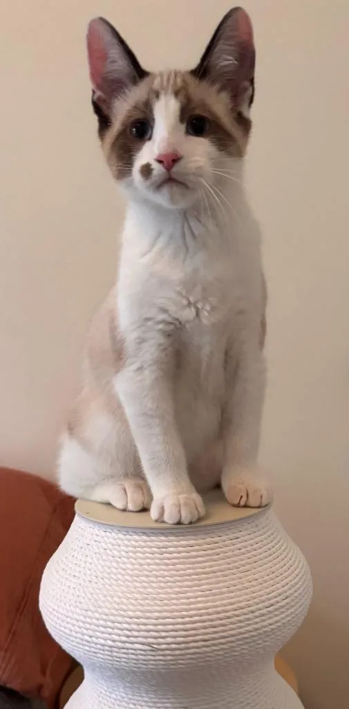 A baby small-sized male Domestic Short Hair cat named Lester for adoption in Minneapolis, MN