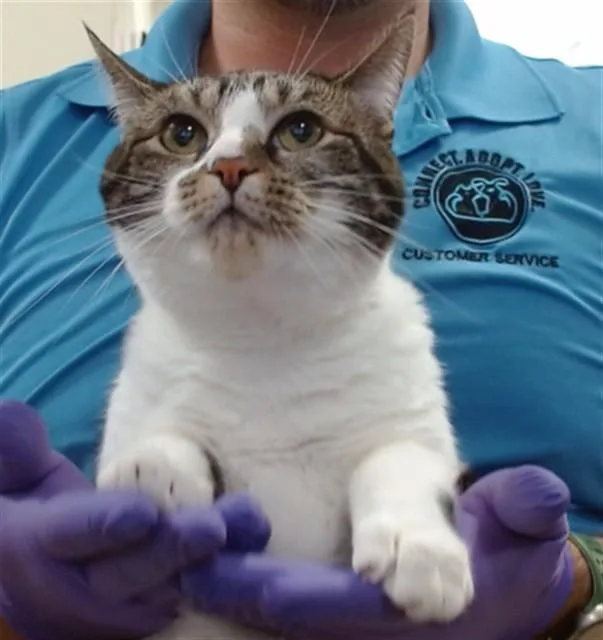 An adult small-sized female Domestic Short Hair cat named Lynxi for adoption in Miami, FL