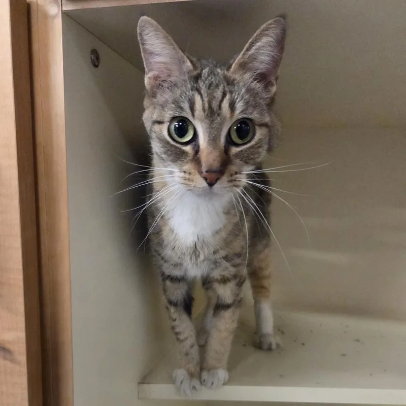 Magnolia thumbnail 2