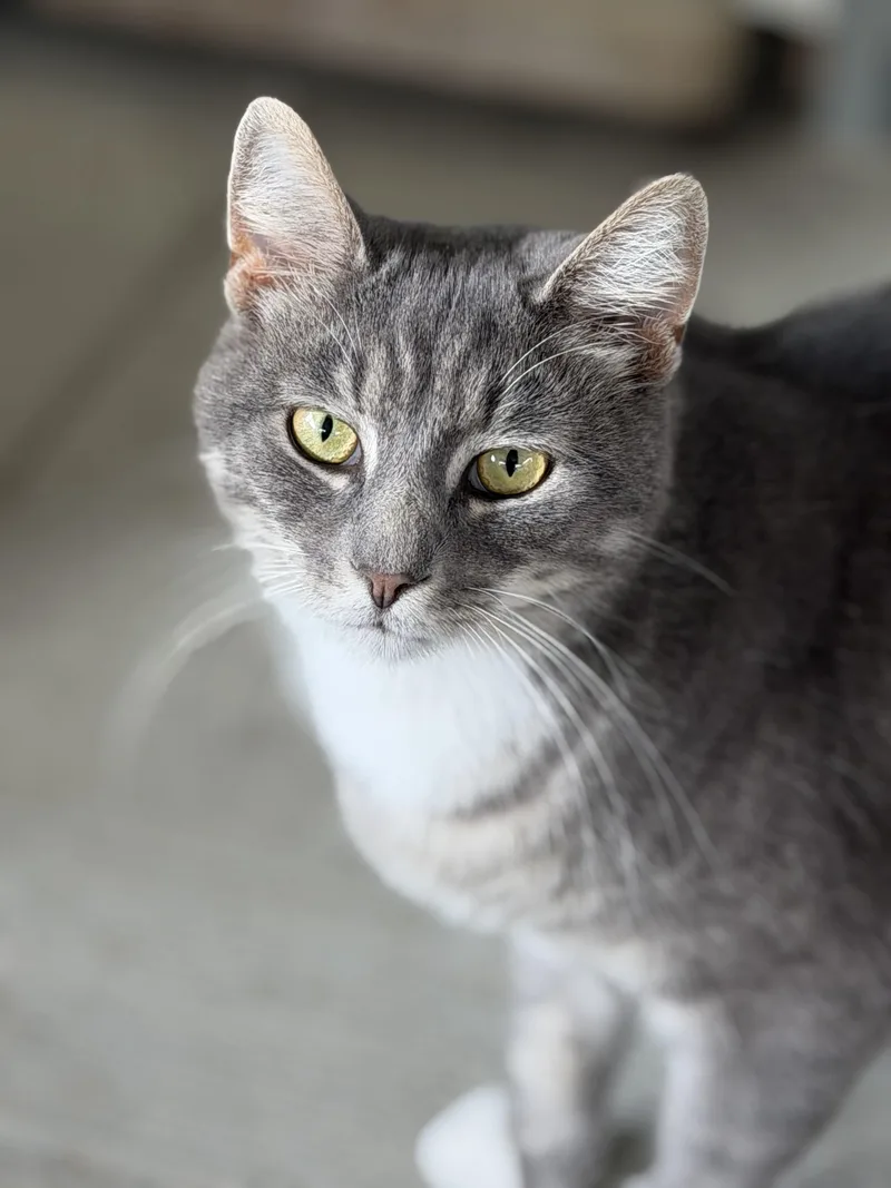 An adult large-sized male Domestic Short Hair cat named Mr Grey for adoption in Warren, OH