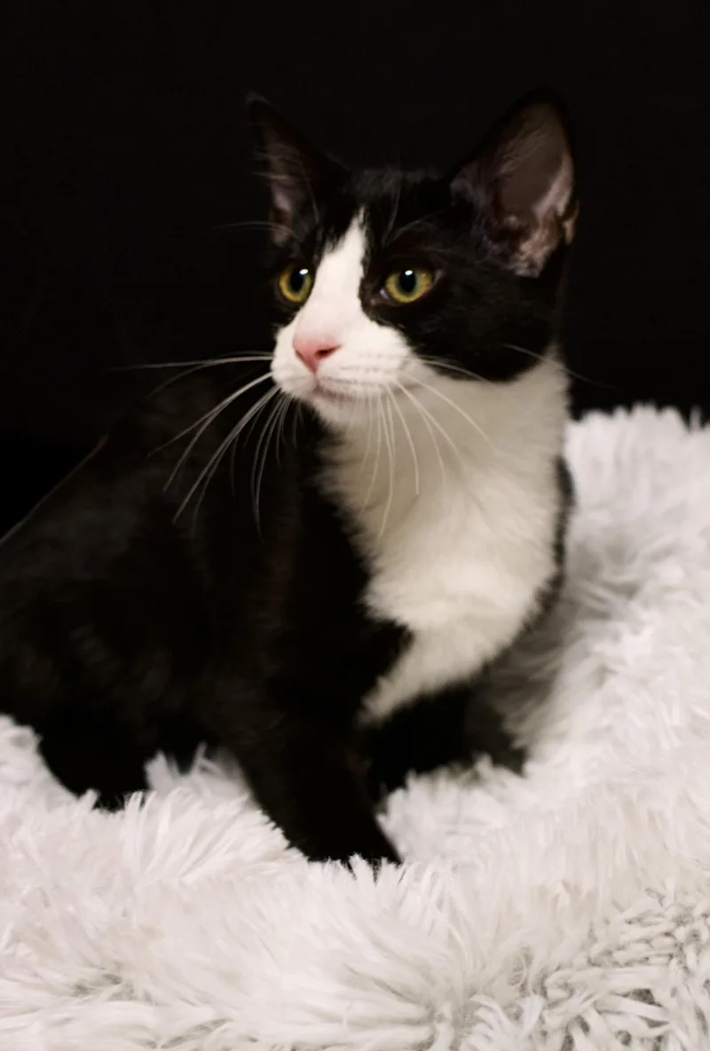 A baby medium-sized male Tuxedo cat named Bandit for adoption in Farmington, MN