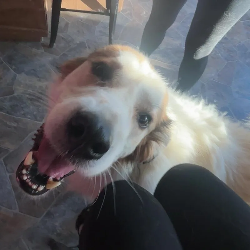 An adult large-sized male Apricot / Beige Anatolian Shepherd dog named Benji for adoption in Cincinnati, OH