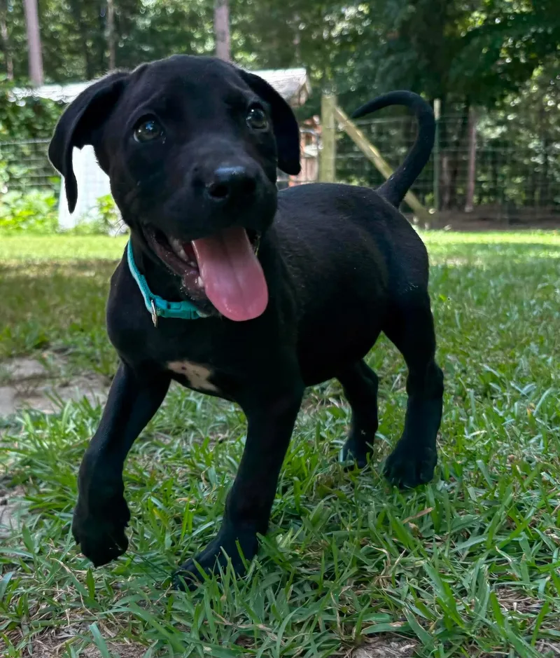 A baby medium-sized male Black Mixed Breed dog named Franklin for adoption in Billerica, MA