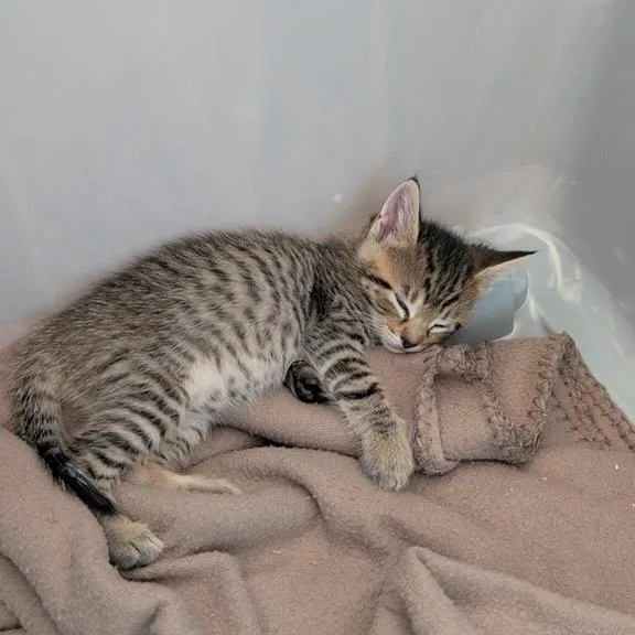 A baby small-sized male Gray / Blue / Silver American Shorthair cat named Mr. Green for adoption in Freeport, FL