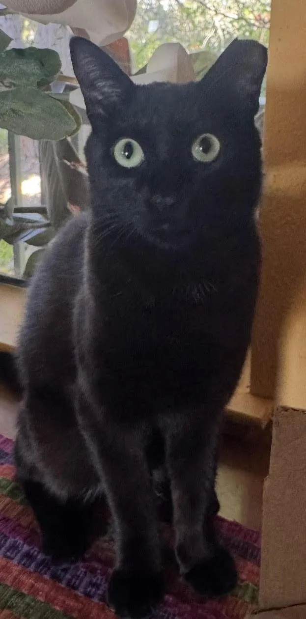 A young medium-sized male Black Bombay cat named Roger CCC for adoption in San Luis Obispo, CA