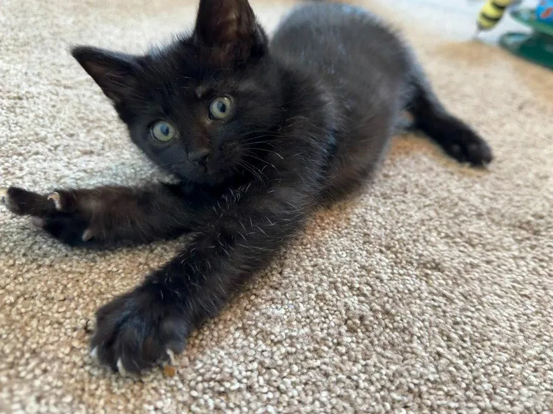 A baby medium-sized female Black Domestic Short Hair cat named Isanti for adoption in St. Helens, OR