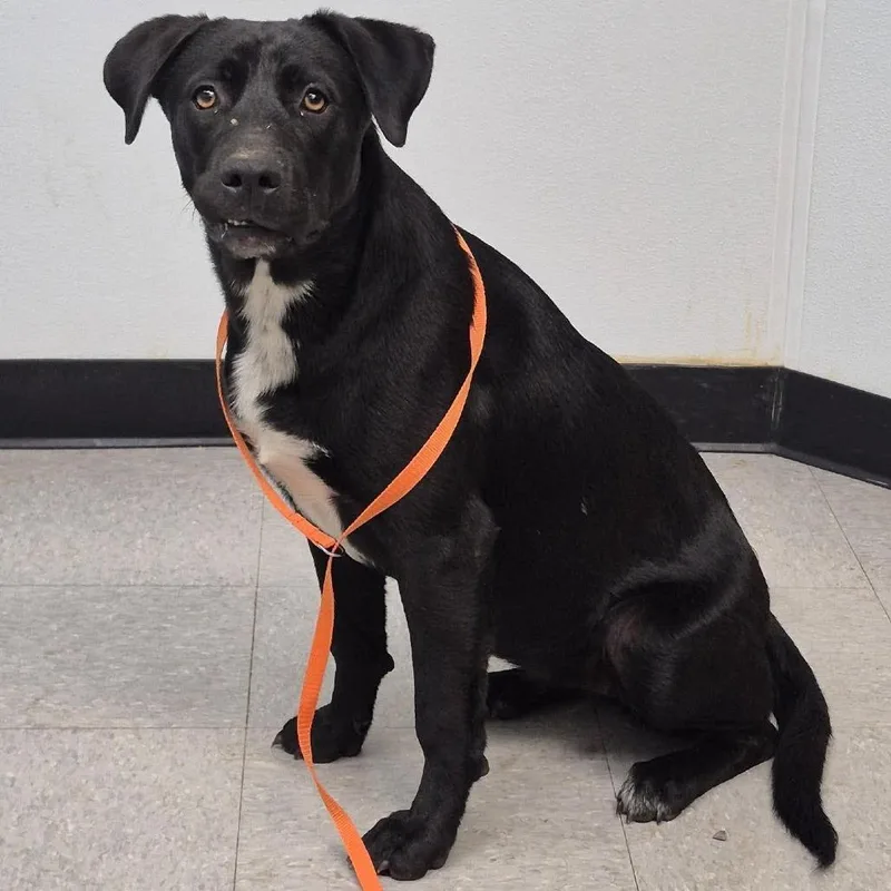A young medium-sized female Brown / Chocolate Labrador Retriever dog named Marisol for adoption in Bastrop, TX