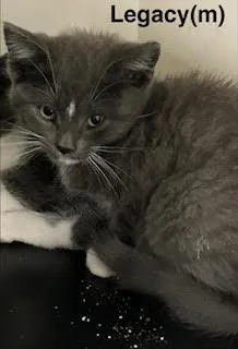 A baby medium-sized male Gray & White Domestic Short Hair cat named Legacy for adoption in Saugerties, NY