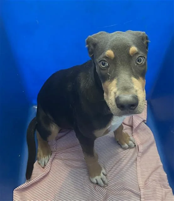 A baby large-sized male Mixed Breed dog named Archie for adoption in Dallas, TX