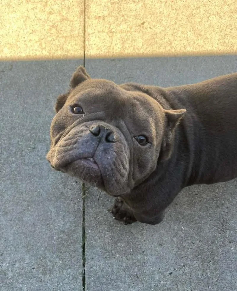 An adult medium-sized male Gray / Blue / Silver Bulldog dog named Stitch for adoption in Pawtucket, RI