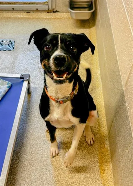 A young medium-sized male Mixed Breed dog named Finch for adoption in Statesville, NC