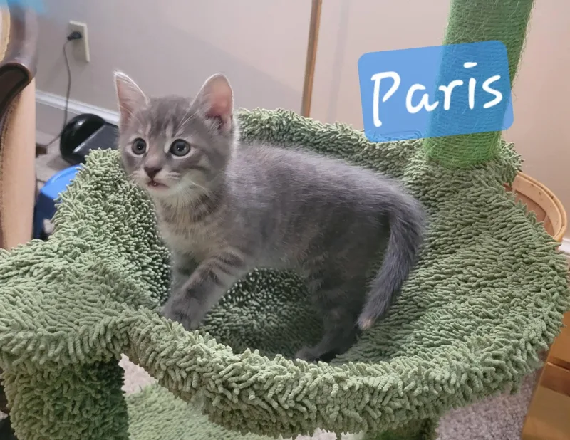 Paris thumbnail 2