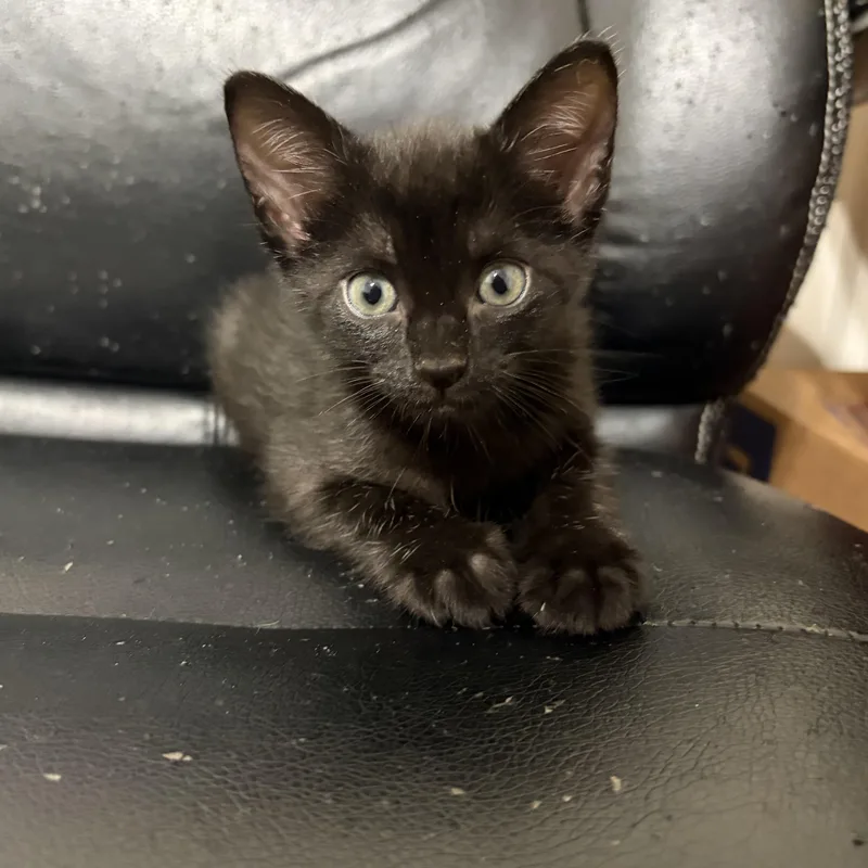 A baby medium-sized female Black Domestic Short Hair cat named Calanthe for adoption in Liverpool, TX