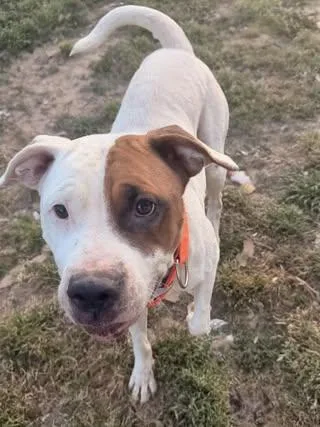 A young medium-sized female White / Cream Boxer dog named Sage for adoption in Calera, AL