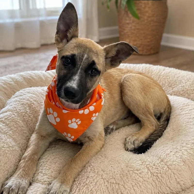 A baby medium-sized female German Shepherd Dog dog named Parker Gs for adoption in Allen, TX