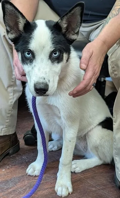 A baby medium-sized female Husky dog named Gracee for adoption in Blue Ridge, GA