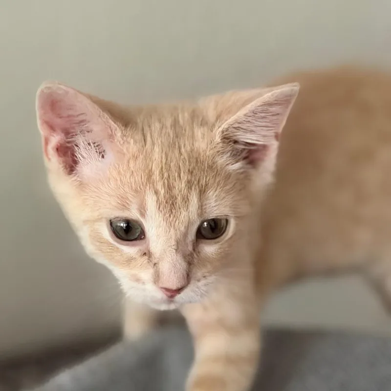 A baby small-sized male Buff / Tan / Fawn Domestic Short Hair cat named Lyle for adoption in Chaska, MN