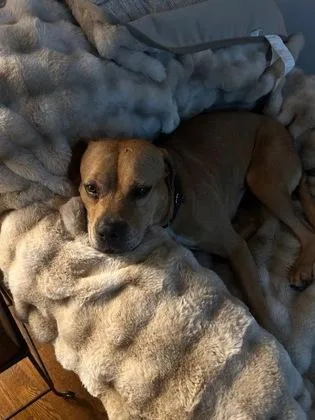 An adult medium-sized female Pit Bull Terrier dog named Stella for adoption in Atlanta, GA