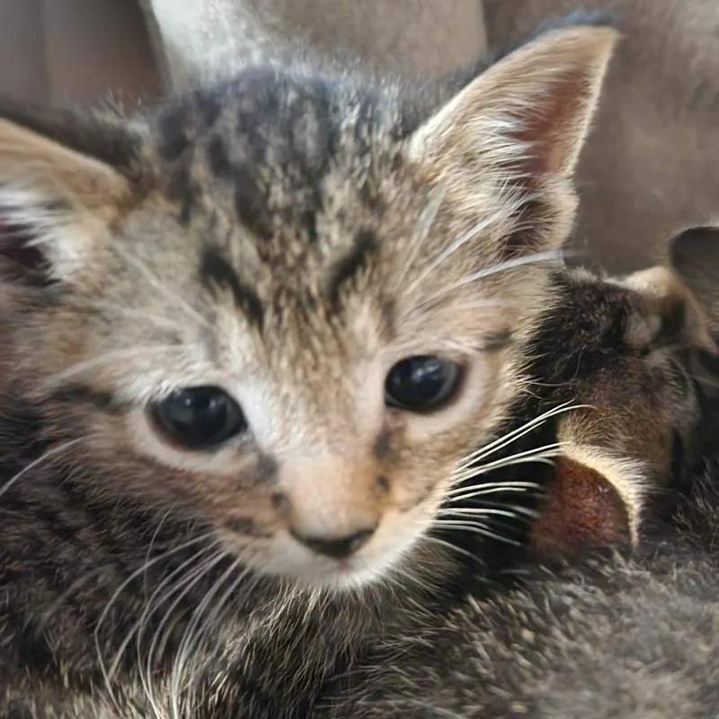 A baby small-sized male Brown / Chocolate Domestic Short Hair cat named Zander K for adoption in Corsicana, TX
