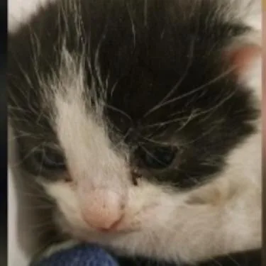 A baby small-sized male Domestic Short Hair cat named Cowboy for adoption in Cumming, GA