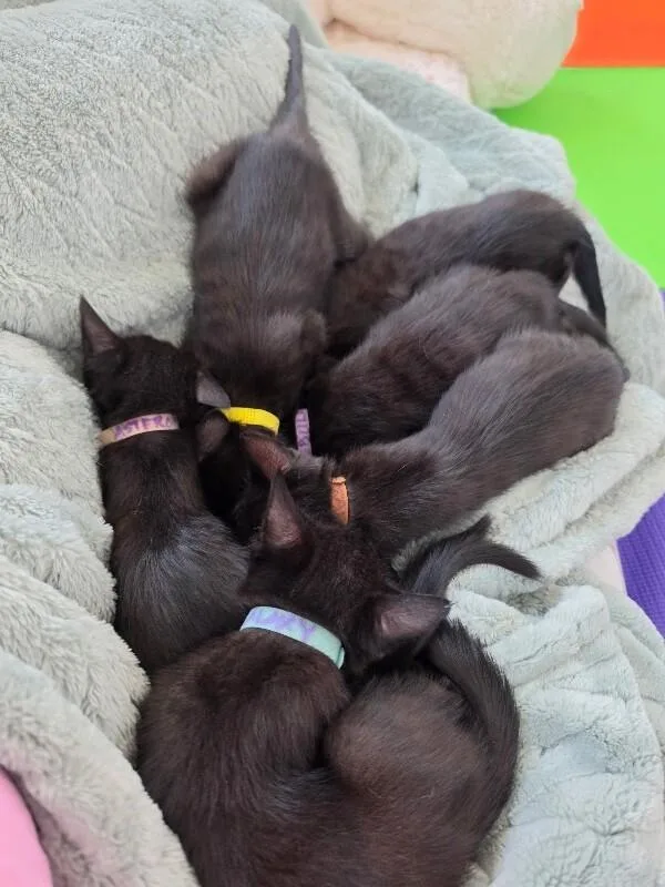 A baby small-sized female Black Bombay cat named Olive  Vintage litter for adoption in Anthem, AZ