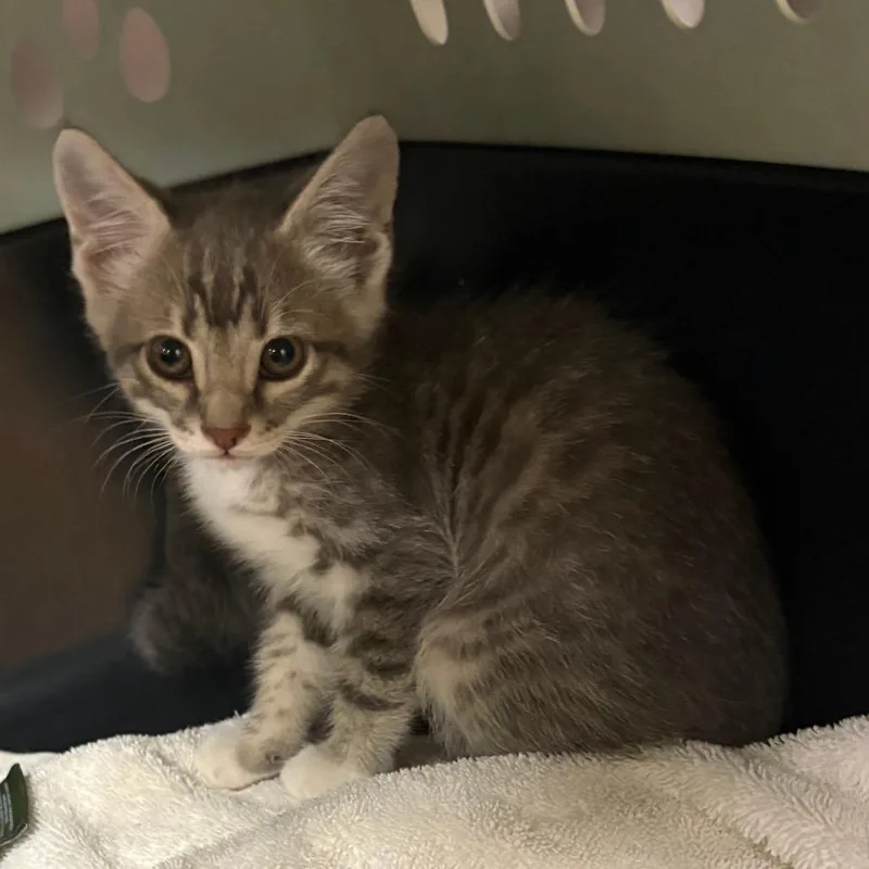 A baby small-sized male Gray / Blue / Silver Domestic Short Hair cat named Spruce U for adoption in Tupelo, MS