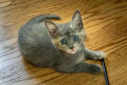 A baby small-sized female Domestic Short Hair cat named Cypress for adoption in Roseville, CA