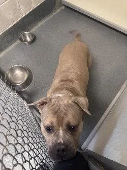 An adult large-sized male Pit Bull Terrier dog named Da Nap Time for adoption in Glen Allen, VA