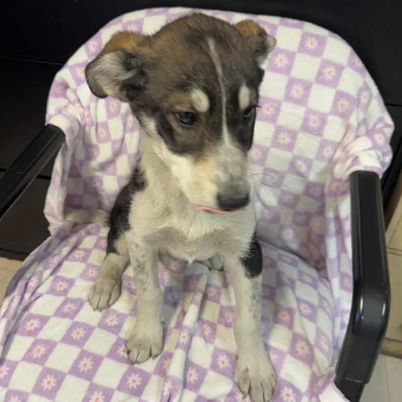 Blizzard thumbnail 2