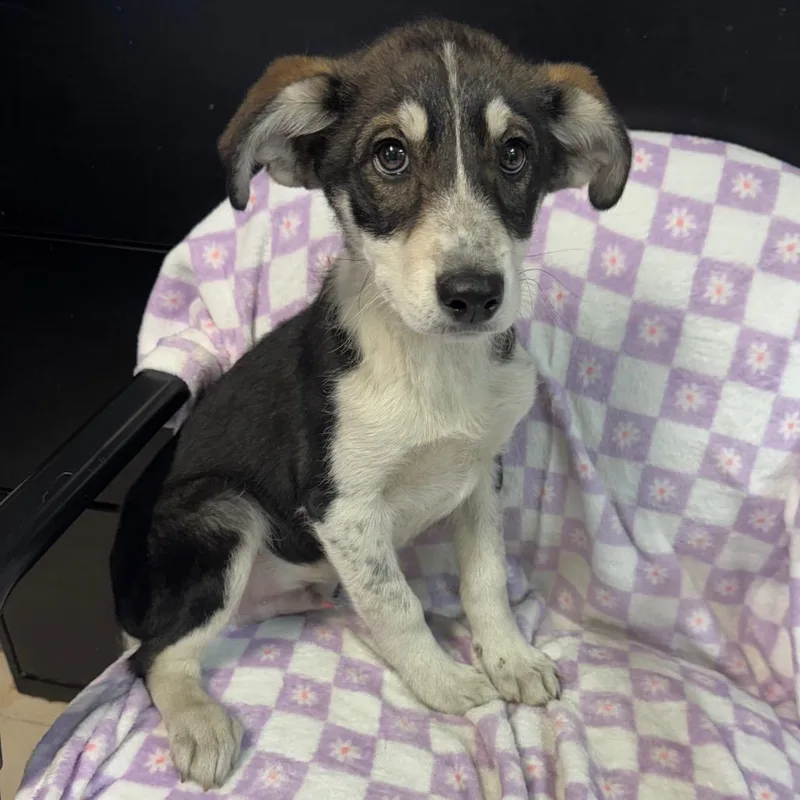 Blizzard thumbnail 4