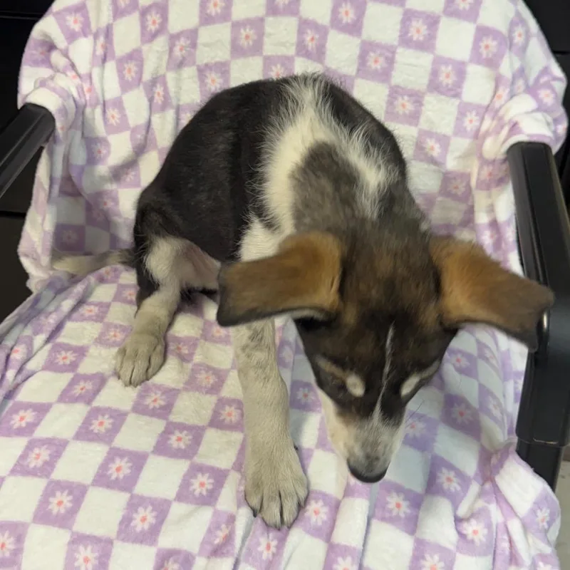 Blizzard thumbnail 5