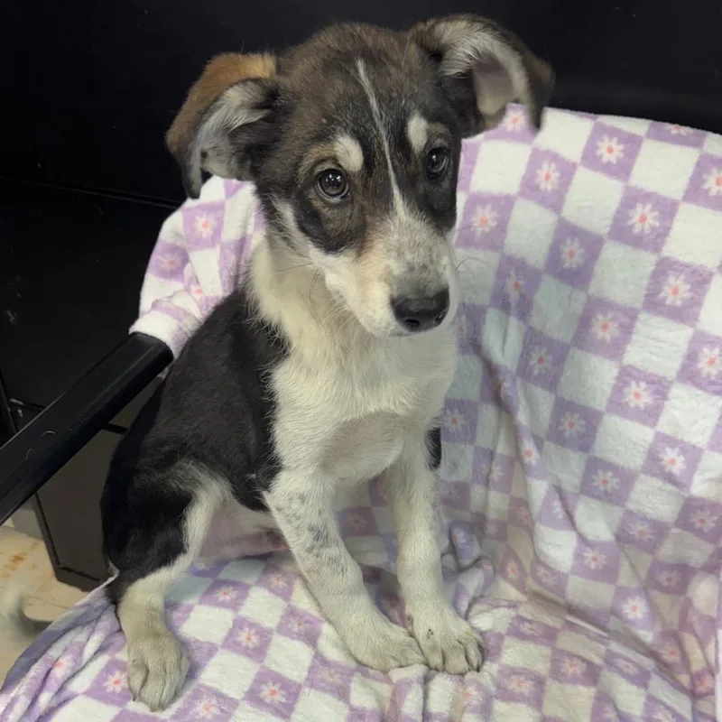 Blizzard thumbnail 6