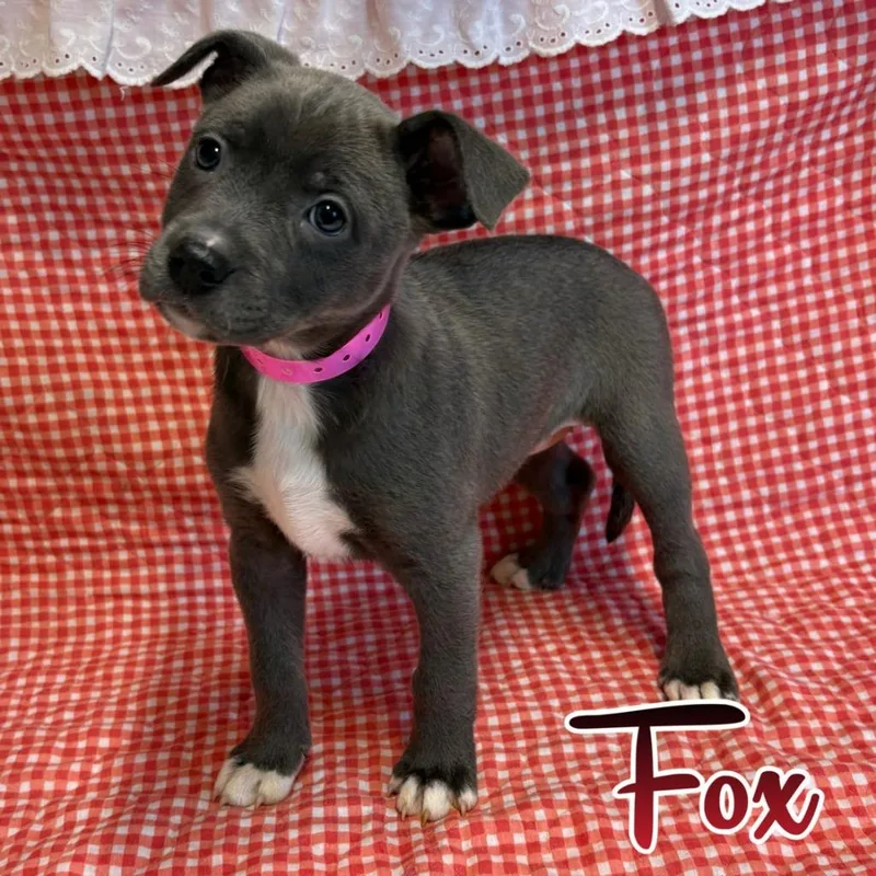 A baby medium-sized female Australian Cattle Dog / Blue Heeler dog named Fox for adoption in Hillsboro, OH