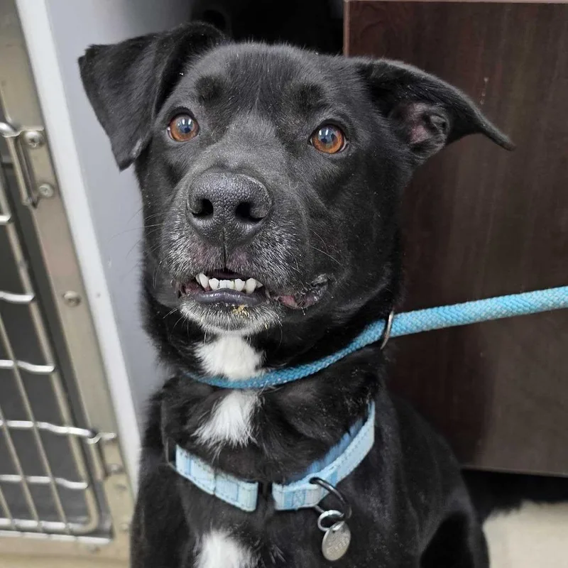 An adult medium-sized male Black Mixed Breed dog named Mini Zion for adoption in Marshall, VA