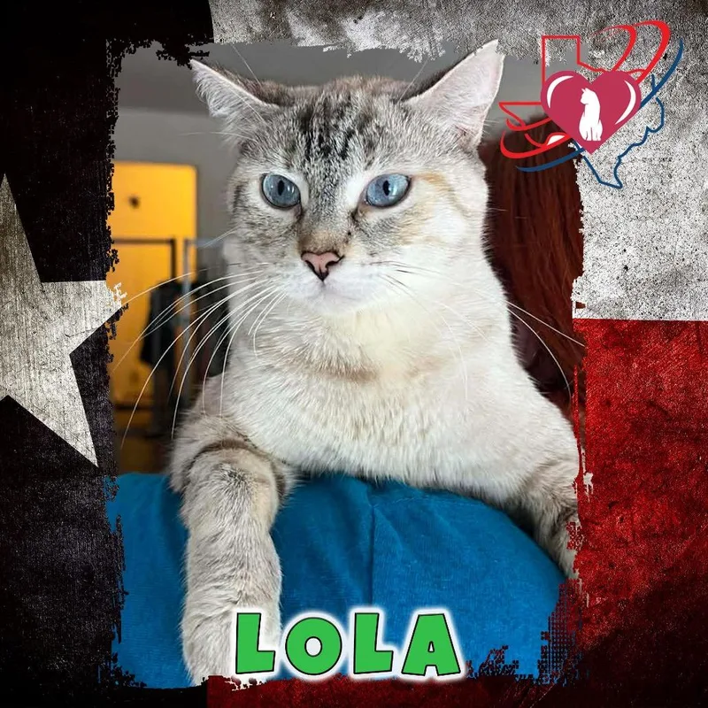 An adult medium-sized female Siamese cat named LolaEileen for adoption in Kingman, AZ
