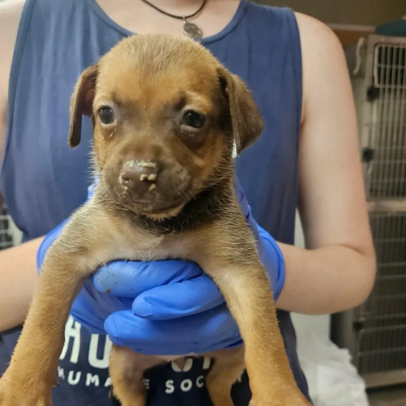 A baby small-sized female White / Cream Chihuahua dog named Koala for adoption in Hattiesburg, MS