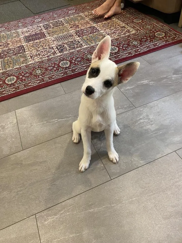 A baby small-sized female Mixed Breed dog named Margo May for adoption in Columbus, OH