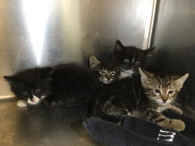 A baby small-sized female Domestic Short Hair cat named Ariel for adoption in Thousand Palms, CA