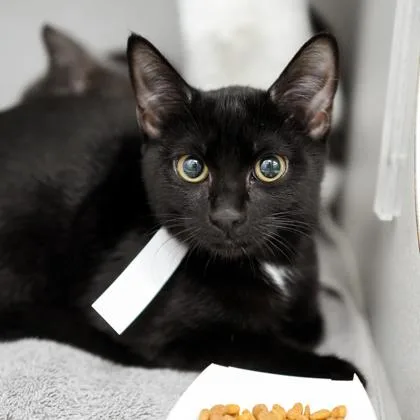 A baby small-sized female Black Domestic Short Hair cat named Leslie for adoption in Atlanta, GA